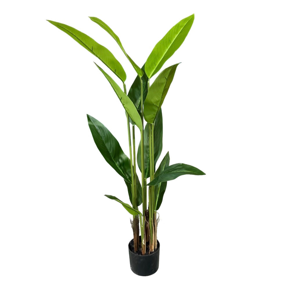 PLANTAS HOJAS LARGAS MÚLTIPLES TALLOS 115x15