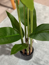 Cargar imagen en el visor de la galería, PLANTAS HOJAS LARGAS MÚLTIPLES TALLOS 115x15
