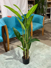 Cargar imagen en el visor de la galería, PLANTAS HOJAS LARGAS MÚLTIPLES TALLOS 115x15
