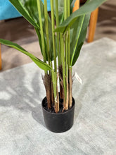 Cargar imagen en el visor de la galería, PLANTAS HOJAS LARGAS MÚLTIPLES TALLOS 115x15
