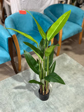 Cargar imagen en el visor de la galería, PLANTAS HOJAS LARGAS MÚLTIPLES TALLOS 115x15
